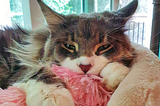 A sleepy brown Maine Coon with a white nose and paws lounging in a cat bed in front of a sliding glass door.