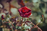 Blossoming red rose on shrub in summertime.