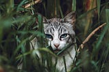 Cat watching through long grass by Dina Nasyrova from Pexels
