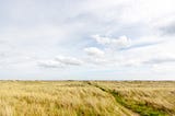 A field of grass in County Meath, Ireland.