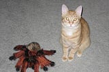 An orange tiger cat sits with his stuffed tarantula