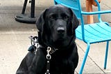 picture of a black lab guide dog sitting by a blue chair