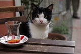 DOC NYC 2017 Women Directors: Meet Ceyda Torun— “Kedi”