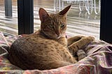Our Ocicat Maisie relaxing after a hard day playing Photo: Author’s own