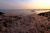 Located in Kojima, Ojigatake is one of Okayama Prefecture’s top spots for cherry blossoms. The contrast between the backdrop of the Seto Inland Sea and the pink of the cherry blossoms is truly unforgettable.