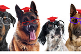 A portrait of four big dogs looking into the camera with different expressions and all wearing red graduation caps and reading glasses