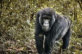 Great Apes Are in Great Danger Due to Coronavirus