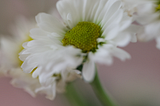 April white daises, spring, pink blur background | © pockett dessert, sweet spring