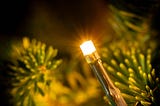 A Christmas light illuminates the tree, and the world around it.
