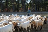 A person walking behind a large cluster of sheep with woods in the background.