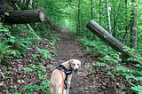 A large, golden dog turning around to smile at the camera while it is standing on a path in the woods.