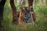 Riddhi the tigress at the Ranthambore Tiger Reserve, Rajasthan, India