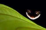 A gecko “smiles” in the darkness behind a bright green leaf, his eyes sparkling with a mischievous air