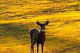 A deer standing in sunlight and shadows at the edge of a field