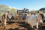 Sharing the kids: How Harley Farms became California’s most popular goat farm