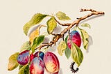 Vintage artwork of a tree branch with plump plums and caterpillars crawling on its leaves