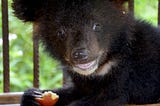 Five Moon Bear Cubs Saved in One Day