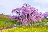 Fukushima’s Miharu Takizakura is considered to be a natural monument and is beloved as one of the oldest and most beautiful cherry trees in Japan.