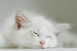 10 LONG-HAIRED CAT BREEDS, THE FURRIEST IN THE WORLD