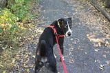 Picture of a black dog wearing a red harness on a dirt path looking back at owner. Dog seems to be asking, “are you coming?”