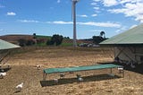 At This Australian Farm, Chickens Dance on Trampolines (and Taste French)