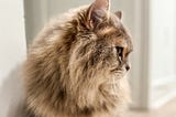 Muffin, Cat in Crisis