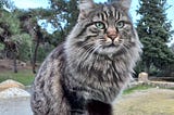A Journal Of All The Cats I Met in Istanbul