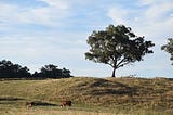 Driving NSW