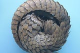 Pangolins Didn’t Cause Coronavirus