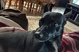 A small black dog laying on a lap and looking at the camera.