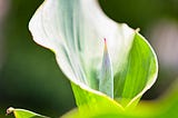 love’s embrace in a green calla lily flower opening, pink tip, sunlight, heart chakra space | ©pockett-dessert