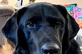 picture of a black lab close to the camera, he has a bit of grey