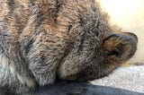 The Quest For the Perfect Quokka Photo