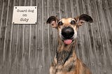 A sweet looking dog with a goofy expression, tongue out, poses in front of a “guard dog on duty” sign