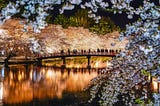 Many photographers flock to this bridge in Hirosaki Park during the night time to take a photo of it set against the backdrop of the illuminated cherry blossoms. It’s an iconic springtime scene in Aomori.