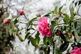 Love flourishes where the heart settles