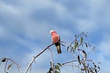 Love Birds Have A Screechy Start