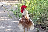 A rooster standing on a dirt track, with undergrowth behind