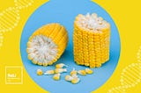 Scientists Used Gene Editing to Make Super Corn