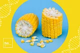 Scientists Used Gene Editing to Make Super Corn