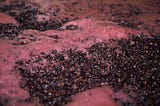 Wine grapes fermenting