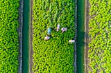 Aerial view of five farmers harvesting Chinese cabbage in Thailand.