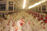 How Chickens Became Like Apple and Android Phones