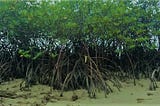 Mangrove, Sumber Nutrisi hingga Mitigasi Perubahan Iklim Dunia