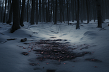 Blood spatters in a snow filled forest.