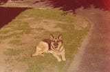 Vintage photograph of a German shepherd dog.