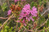 What is Cape Flats Sand Fynbos and why should you care?