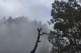 To the Forests of the Dancing Snake: Pambadum Shola