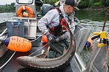 Fishing for answers: How WDFW is studying coastal and Puget Sound white sturgeon