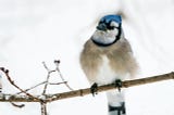 Bluejay perched on branch in snow.